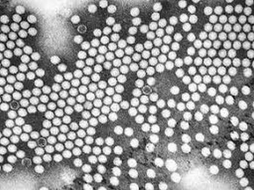 Представитель Семейства Narnaviridae